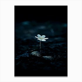 Flower In The Dark 62 Canvas Print