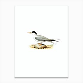 Vintage Little Tern Bird Illustration on Pure White n.0026 Canvas Print