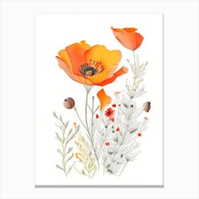 California Poppy Spices And Herbs Pencil Illustration 2 Canvas Print