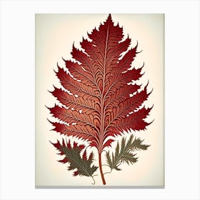 Western Red Cedar Leaf Vintage Botanical Canvas Print