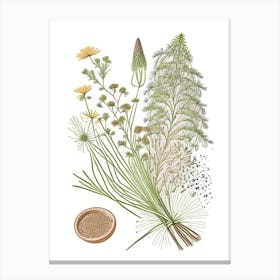 Caraway Spices And Herbs Pencil Illustration 3 Canvas Print