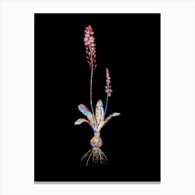 Stained Glass Scilla Obtusifolia Mosaic Botanical Illustration on Black Canvas Print