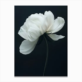 White Peony Flower Canvas Print