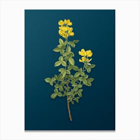 Vintage Common Cytisus Botanical Art on Teal Blue Canvas Print