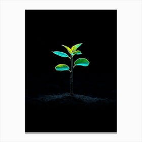 Small Green Plant On Black Background 22 Canvas Print