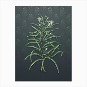 Vintage Narrow Leaf Spider Flower Botanical on Slate Gray Pattern n.0708 Canvas Print