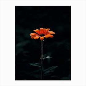 Single Flower 3 Canvas Print