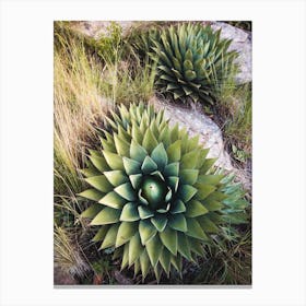 Cactus Spiral Canvas Print