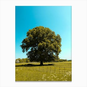 Lone Tree In A Field 1 Canvas Print