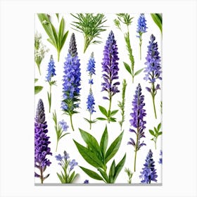 Nature Pattern Isolate White Arrangement Purple Flat Floral Blue Natural Herbal Medicine (15) Canvas Print