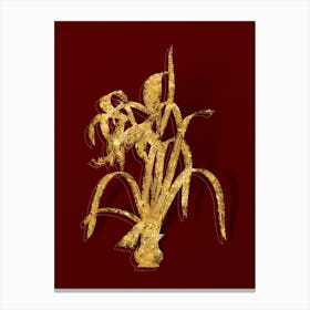 Vintage Sprekelia Botanical in Gold on Red n.0591 Canvas Print