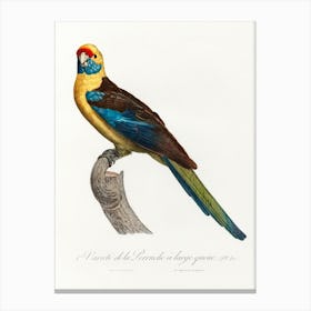 The Crimson Rosella From Natural History Of Parrots, Francois Levaillant Canvas Print