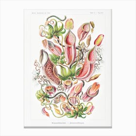 Nepenthaceae–Kannenpflanzen, Ernst Haeckel Canvas Print