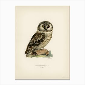 Boreal Owl, Tengmalm S Owl (Aegolius Funereus), The Von Wright Brothers Canvas Print