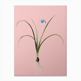 Vintage Brimeura Botanical on Soft Pink n.0182 Canvas Print