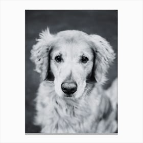 Portrait Of A Dog Canvas Print