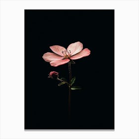 Single Pink Flower 1 Canvas Print