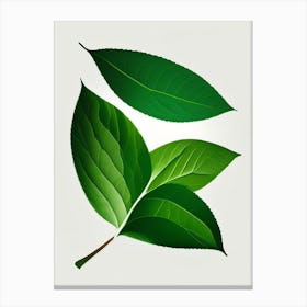 Stevia Leaf Vibrant Inspired 4 Canvas Print