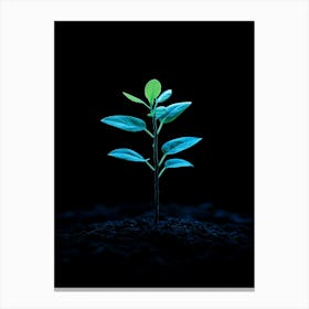 Young Green Plant On Black Background 2 Canvas Print