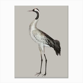 Gray Blue Crane Olof Rudbeck Canvas Print