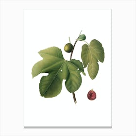 Vintage Briansole Figs Botanical Illustration on Pure White n.0971 Canvas Print