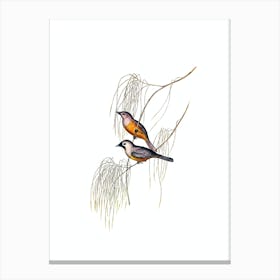 Vintage Carinated Flycatcher Bird Illustration on Pure White Canvas Print