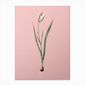 Vintage Lady Tulip Botanical on Soft Pink n.0929 Canvas Print