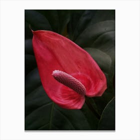 Red anthurium flower Canvas Print