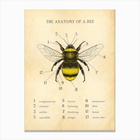 Anatomy Of A Bee Canvas Print