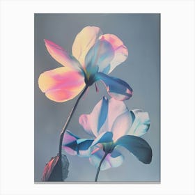 Iridescent Flower Cyclamen 4 Canvas Print