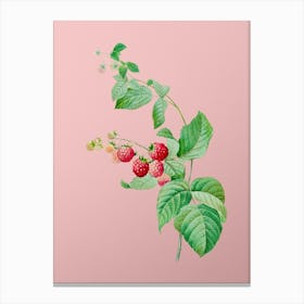 Vintage Red Berries Botanical on Soft Pink n.0133 Canvas Print