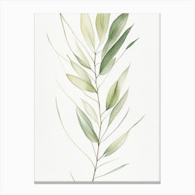 White Willow Leaf Minimalist Watercolour 1 Canvas Print