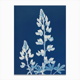 Lupine II Canvas Print