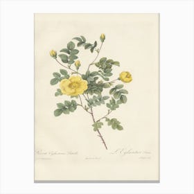 Rose Illustration, Pierre Joseph Redoute (32) Canvas Print