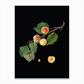 Vintage Peach Botanical Illustration on Solid Black n.0330 Canvas Print