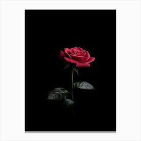 Single Rose On Black Background 32 Canvas Print