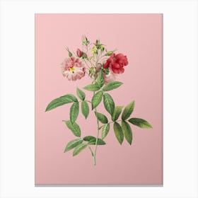 Vintage Hudson Rose Botanical on Soft Pink n.0675 Canvas Print