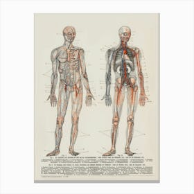 Human Circulatory System Canvas Print