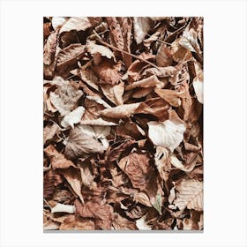 Autumn Leaves On The Ground Canvas Print