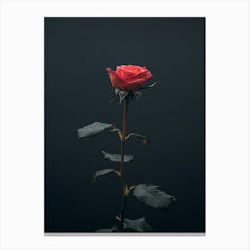 Single Rose On Black Background 17 Canvas Print