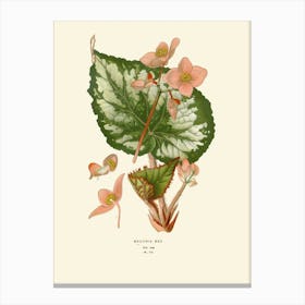 Hibiscus 37 Canvas Print