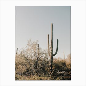 Saguaro Cactus In Desert Canvas Print