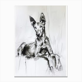 Pharaoh Hound Dog Charcoal Line 2 Canvas Print