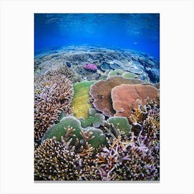 Coral Canvas Print