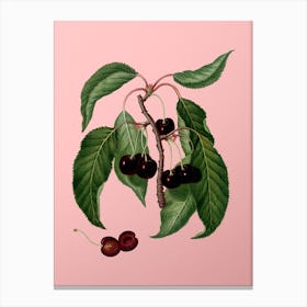Vintage Hard Fleshed Cherry Botanical on Soft Pink n.0917 Canvas Print