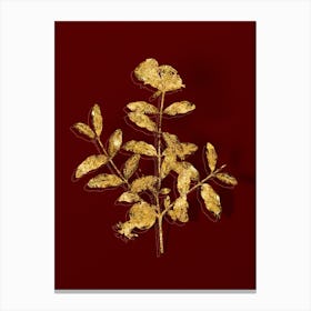 Vintage Pomegranate Branch Botanical in Gold on Red n.0371 Canvas Print
