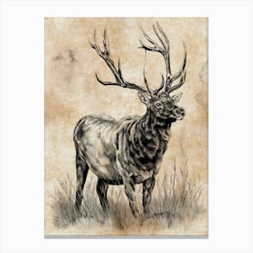 American Elk Study Canvas Print