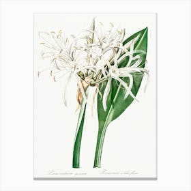 Green Tinge Spiderlily, Pierre Joseph Redoute Canvas Print