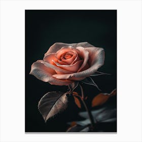 Pink Rose On Black Background 16 Canvas Print