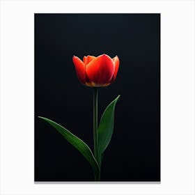 Single Red Tulip On Black Background Canvas Print